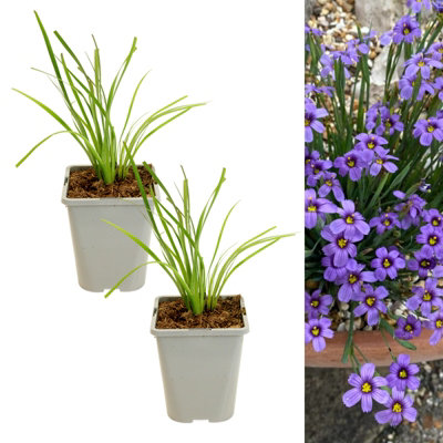 Carbeth Plants 2 X Sisyrinchium Bellum In 1L PotHardy Blue Eyed Grass Garden Flowering Perennial Shrub For BordersRock Gardens & Watersides from B&Q
