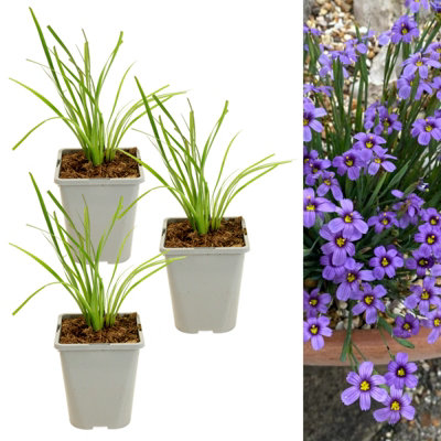 Carbeth Plants 3 X Sisyrinchium Bellum In 1L PotHardy Blue Eyed Grass Garden Flowering Perennial Shrub For BordersRock Gardens & Watersides from B&Q