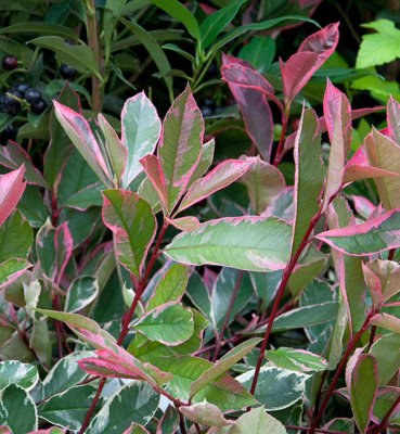 Carbeth Plants Photinia Fraseri Marble In 9L Pot - 1.3M Christmas Berry Hardy Outdoor Evergreen Shrub - Ideal For Containers & Borders Pink