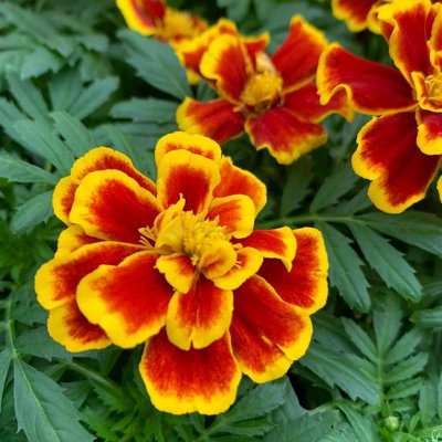 B&Q -  Marigold Bedding Plants6 Pack French Durango Bee Yellow And Red Bedding Plant