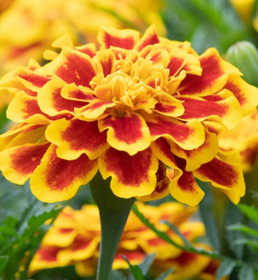 B&Q -  Marigold Bedding Plants3 X 6 Pack French Durango Bee Yellow And Red Bedding Plant