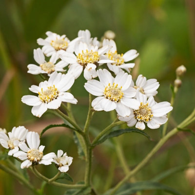 Carbeth Plants 2 X Achillea Ptarmica Pond Plant In 9Cm PotSneezewort Marginal Water Plant Perennial For PondsBorders & Wildlife Gardens from B&Q