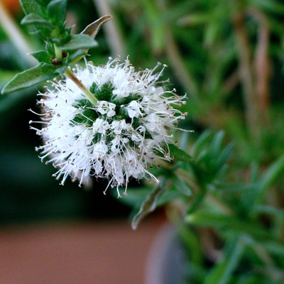 Carbeth Plants 2 X Mentha Cervina Alba Pond Plant In 9Cm PotWhite Water Spearmint Marginal Water Perennial For Pond Margins & Stream Banks from B&Q