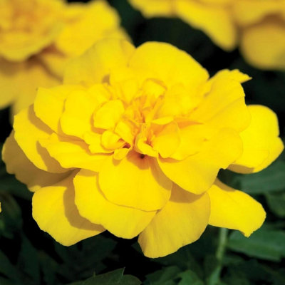 B&Q -  Marigold Bedding Plants6 Pack French Yellow Bedding Plant