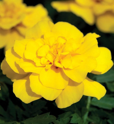 B&Q -  Marigold French Yellow Bedding Plants12 PackColourful Summer Flowering Outdoor Garden Ready Plants