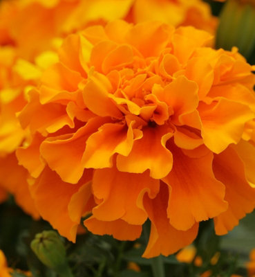 B&Q -  Marigold French Orange Bedding Plants12 PackColourful Summer Flowering Outdoor Garden Ready Plants