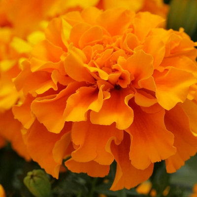 B&Q -  Marigold Bedding Plants3 X 6 Pack French Orange Bedding Plant