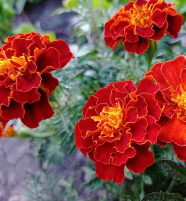 B&Q -  Marigold African Red Bedding Plants12 PackColourful Summer Flowering Outdoor Garden Ready Plants