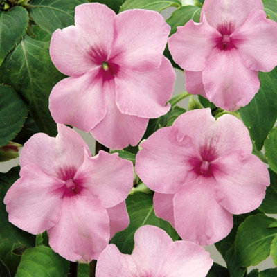 Carbeth Plants Busy Lizzie Impatiens Pink Bedding Plants 2 X 6 PackGarden Flowers Ready To Plant For BedsPatio Pots And Hanging Baskets from B&Q