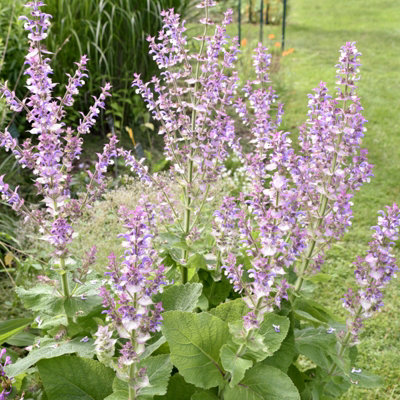 B&Q -  Salvia Turkestanica Plant 2 X 1L PotClary Sage Semi Evergreen Garden Ready PerennialIdeal For Sunny Borders & Gravel Gardens