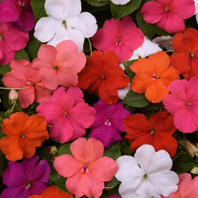 Carbeth Plants Busy Lizzie Impatiens Mixed Bedding Plants 2 X 6 PackGarden Flowers Ready To Plant For BedsPatio Pots And Hanging Baskets from B&Q