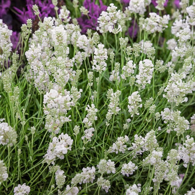 Carbeth Plants Lavender Angustifolia White 2 X 6 PackEasy Grow English Lavender Hardy PerennialsIdeal For BedsBordersContainers & Pots from B&Q