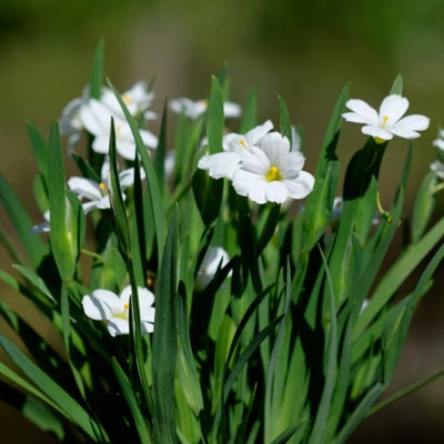 Carbeth Plants Sisyrinchium Iceberg Plant 1 X 9Cm PotBlue Eyed Grass Hardy Semi Evergreen Perennial For BordersGravel Gardens & Containers from B&Q