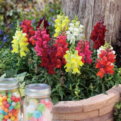 Carbeth Plants Antirrhinum Mixed Bedding Plants 3 X 6 PackVibrant Snapdragon Summer Garden Flowers For BordersContainers & Window Boxes from B&Q