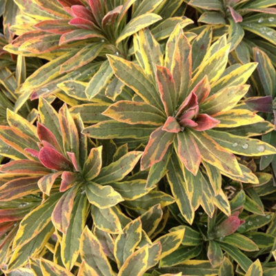 B&Q -  3 X Euphorbia Ascot RainbowEuphorbia Characias Plant In A 9Cm Pot