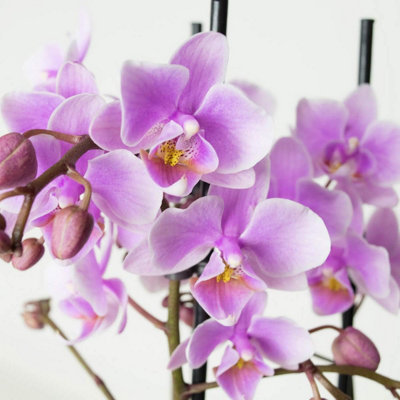 Carbeth Plants 2 X Phalaenopsis Multiflora Orchid (Pink) In 12Cm PotIndoor Plant from B&Q
