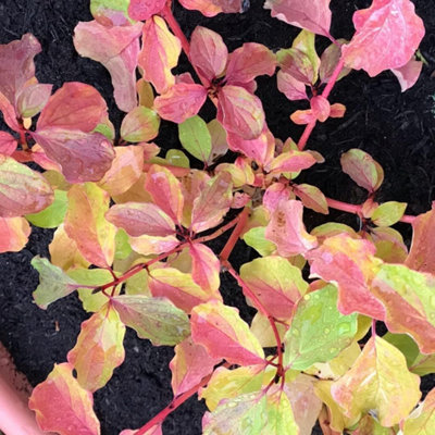 Carbeth Plants 2 X Cornus 'midwinter Fire' (Dogwood) In 9Cm Pot from B&Q