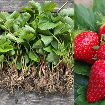 Carbeth Plants 6 X Strawberry Plant Mix Bare Root Plants from B&Q