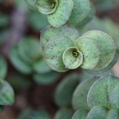 Carbeth Plants Callisia Repens 'turtle Vine' PlantIndoor Plant In 11 Cm Pot from B&Q