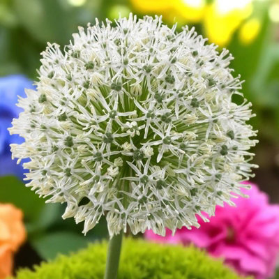 B&Q -  Allium Mount Everest 3 X Spring BulbsSpring Flowering Perennials