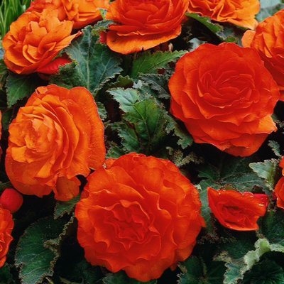 Carbeth Plants Begonia Nonstop Orange Bedding Plants 1 X 6 PackEasy Grow from B&Q