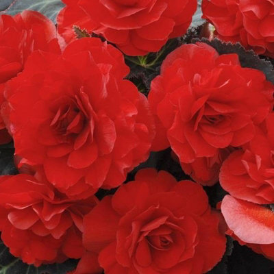Carbeth Plants Red Begonia Nonstop Bedding Plants X 6 Pack - Easy Grow Garden Ready Outdoor Shrubs For Beds, Borders, Pots & Containers Size 2