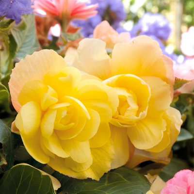 Carbeth Plants Begonia Illumination Lemon Summer Bedding Plant 1 X 9Cm PotEasy Grow Garden Ready Shrub For BedsBordersPots & Containers from B&Q
