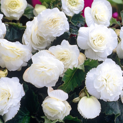 Carbeth Plants Begonia Nonstop White Summer Bedding Plant 2 X 9Cm PotsEasy Grow Garden Ready Shrub For BedsBordersPots & Containers from B&Q