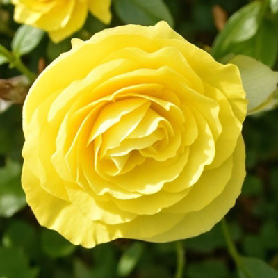 Carbeth Plants Begonia Nonstop Yellow Summer Bedding Plant 2 X 9Cm PotsEasy Grow Garden Ready Shrub For BedsBordersPots & Containers from B&Q