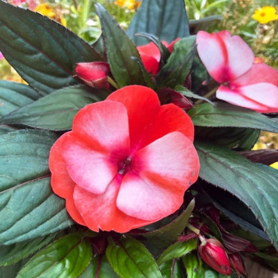 B&Q -  Impatiens Coral Flame New Guinea Bedding Plant 1 X 13Cm PotBusy Lizzie Summer Garden Flowers For BedsBaskets & Containers