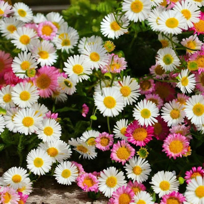 Carbeth Plants Erigeron Karvinskianus Profusion 3 X 1L PotMexican Fleabane Garden Perennial from B&Q