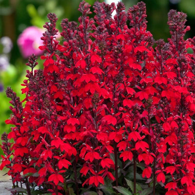 Carbeth Plants Lobelia Speciosa Mix Starship Deep Scarlet 1 X 9Cm PotHardy Perennial Garden Plants from B&Q