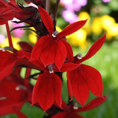 Carbeth Plants Lobelia Speciosa Mix Starship Deep Scarlet 3 X 9Cm Pot In 9Cm PotHardy Perennial Garden Plants from B&Q