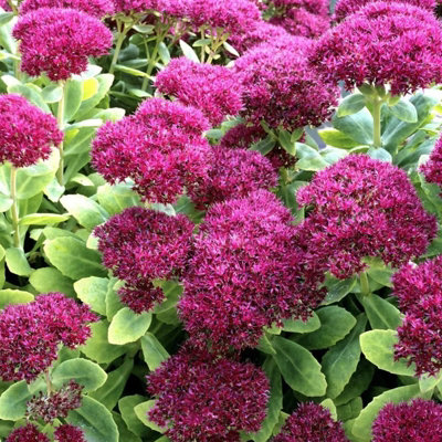 Carbeth Plants Sedum Telephium Surrender Red 3 X 9Cm Pot- Hardy Herbaceous Perennial Stonecrop from B&Q