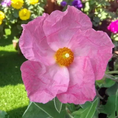 Carbeth Plants Cistus Silver Pink Plant 4 X 9Cm PotHardy Evergreen Rock Rose Shrub from B&Q