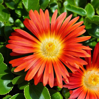 Carbeth Plants Delosperma Suntropics Red 1 X 9Cm PotHardy Succulent Ice Plant Drought Tolerant Perennial For BordersRockeries & Containers from B&Q