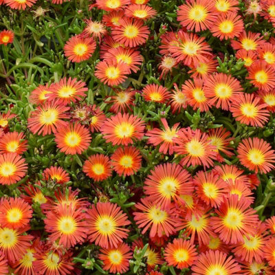 Carbeth Plants Delosperma Suntropics Red 2 X 9Cm PotHardy Succulent Ice Plant Drought Tolerant Perennial For BordersRockeries & Containers from B&Q