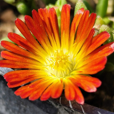 Carbeth Plants Delosperma Suntropics Red 3 X 9Cm PotHardy Succulent Ice Plant Drought Tolerant Perennial For BordersRockeries & Containers from B&Q