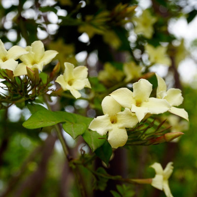 Carbeth Plants 4 X Jasmine Officinale Clotted Cream In 9Cm PotsDeciduous Climber Plants from B&Q