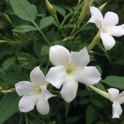 Carbeth Plants Jasmine Officinale In 9Cm PotsClimbing Jasmine PlantsScented Flowers from B&Q