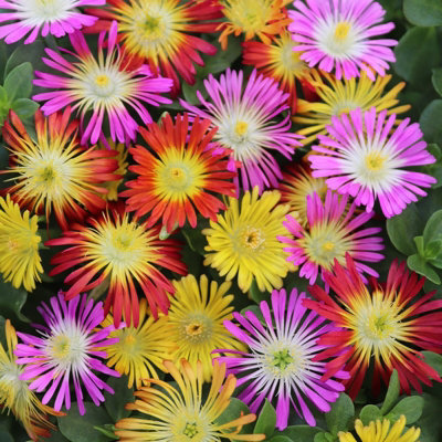 Carbeth Plants Delosperma Ice Plant Mix1 X 6 Pack Hardy Succulent Drought Tolerant Ground Cover Perennials For BordersRockeries & Containers from B&Q