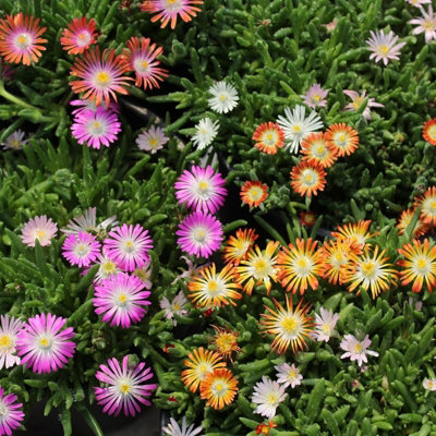 Carbeth Plants Delosperma Ice Plant Mix2 X 6 Pack Hardy Succulent Drought Tolerant Ground Cover Perennials For BordersRockeries & Containers from B&Q