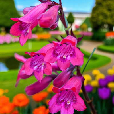 Carbeth Plants Penstemon Firebird Plant 3 X 9Cm PotSummer Flowering Hardy Beardtongue Perennial Shrub For BedsBorders & Containers from B&Q