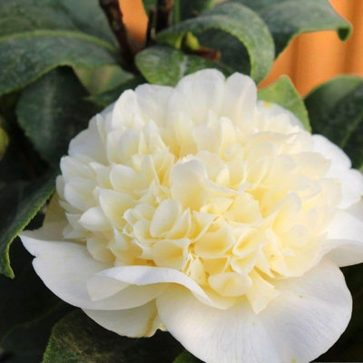 Carbeth Plants Camellia Plant Brushfield Yellow In 3L PotFlowering Evergreen Shrub Hardy Outdoor Garden Ready Bush For BordersPots & Hedges from B&Q