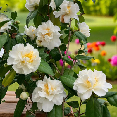 Carbeth Plants Camellia Plant Silver Anniversary In 3L PotFlowering Evergreen Shrub Hardy Outdoor Garden Ready Bush For BordersPots & Hedges from B&Q