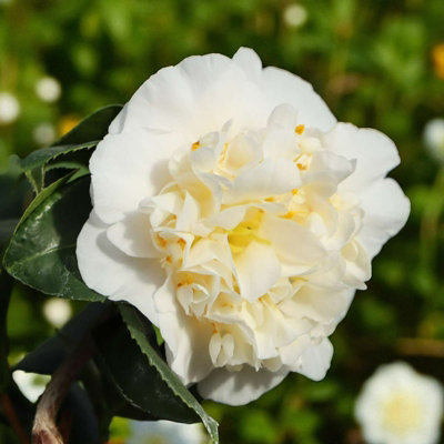 Carbeth Plants Camellia Plant Nobilissima In 3L PotFlowering Evergreen Shrub Hardy Outdoor Garden Ready Bush For BordersPots & Hedges from B&Q