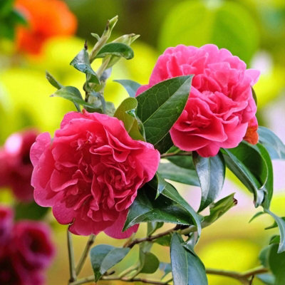 Carbeth Plants Camellia Plant Anticipation In 3L PotFlowering Evergreen Shrub Hardy Outdoor Garden Ready Bush For BordersPots & Hedges from B&Q