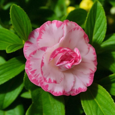 Carbeth Plants Camellia Plant Margaret Davies In 3L PotFlowering Evergreen Shrub Hardy Outdoor Garden Ready Bush For BordersPots & Hedges from B&Q