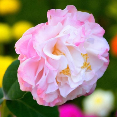 Carbeth Plants Camellia Plant Nuccio's Jewel In 3L PotFlowering Evergreen Shrub Hardy Outdoor Garden Ready Bush For BordersPots & Hedges from B&Q