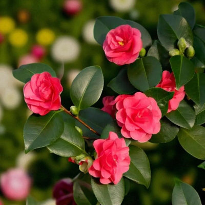 Carbeth Plants Camellia Plant Lady Campbell In 3L PotFlowering Evergreen Shrub Hardy Outdoor Garden Ready Bush For BordersPots & Hedges from B&Q